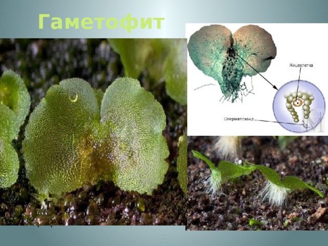 Гаметофит   Гаметофит , называемый заростком - тонкая зеленая пластинка диаметром обычно ок. 6 мм.  На нем развиваются мужские и женские половые органы - антеридии и архегонии . Когда они созревают, сперматозоиды из антеридиев плывут по покрывающей заросток пленке воды в архегонии и оплодотворяют здесь яйцеклетки. Из зиготы образуется новый спорофит. 