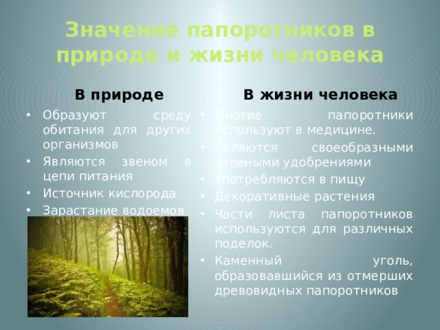 Значение папоротников в природе и жизни человека В природе В жизни человека Образуют среду обитания для других организмов Являются звеном в цепи питания Источник кислорода Зарастание водоемов Многие папоротники используют в медицине. Являются своеобразными зелеными удобрениями Употребляются в пищу Декоративные растения Части листа папоротников используются для различных поделок. Каменный уголь, образовавшийся из отмерших древовидных папоротников 