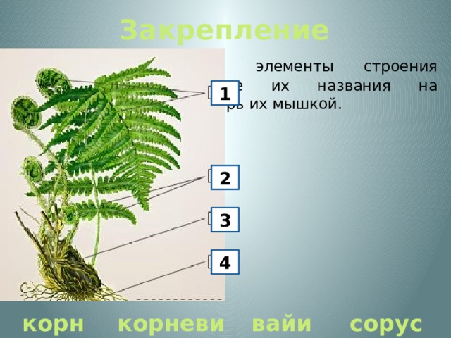 Закрепление  Определите основные элементы строения папоротника. Поместите их названия на правильные места, проверь их мышкой. 1 2 3 4 корни корневище вайи сорусы 