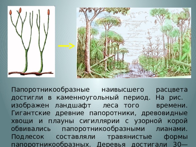 Папоротникообразные наивысшего расцвета достигли в каменноугольный период. На рис. изображен ландшафт леса того времени. Гигантские древние папоротники, древовидные хвощи и плауны сигиллярии с узорной корой обвивались папоротникообразными лианами. Подлесок составляли травянистые формы папоротникообразных. Деревья достигали 30—4ом высоты и более 2 м толщины. 