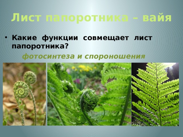 Лист папоротника – вайя Какие функции совмещает лист папоротника?  фотосинтеза и спороношения 