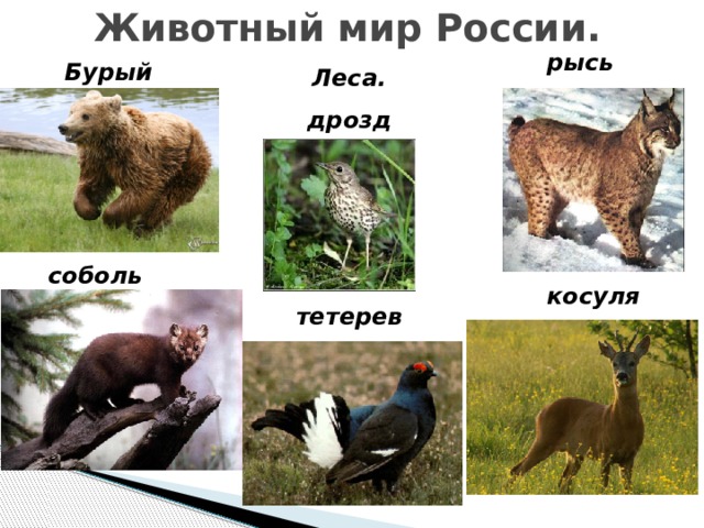 Животный мир России. рысь Бурый медведь Леса. дрозд соболь косуля тетерев 