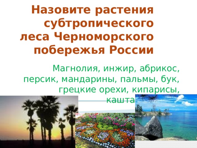 Назовите растения субтропического леса Черноморского побережья России Магнолия, инжир, абрикос, персик, мандарины, пальмы, бук, грецкие орехи, кипарисы, каштаны, дубы 