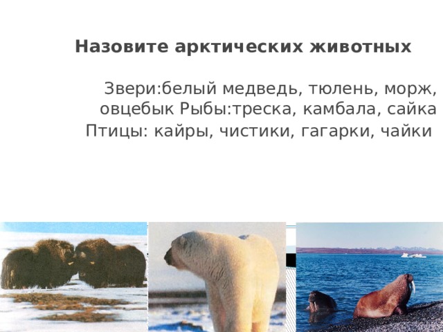 Назовите арктических животных Звери:белый медведь, тюлень, морж, овцебык Рыбы:треска, камбала, сайка Птицы: кайры, чистики, гагарки, чайки 