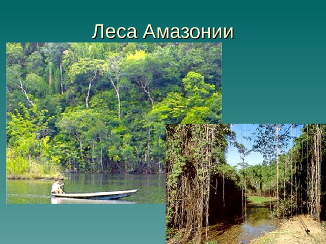 Леса Амазонии 