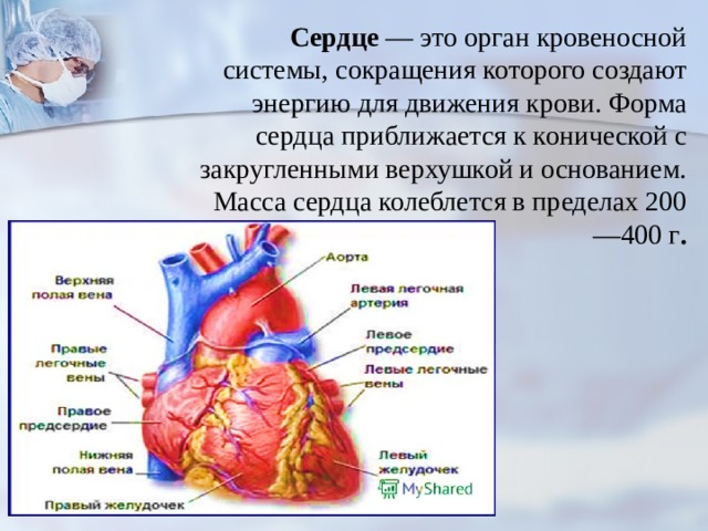 Почему сердце сильно