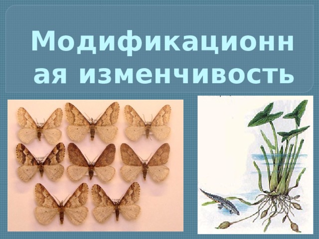 Презентация на тему: "Закономерности изменчивости: модификационная изменчивость.
