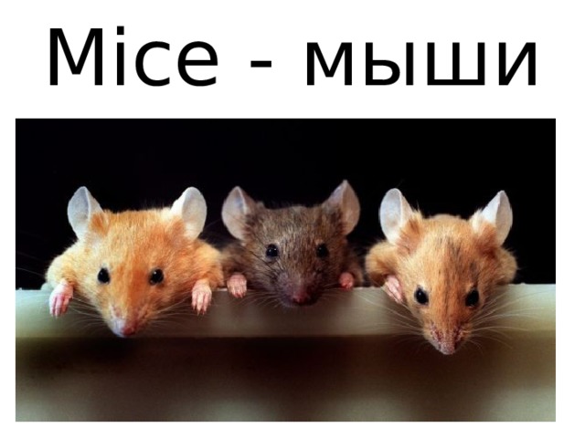 Mice - мыши 