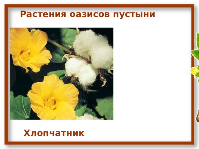 Растения оазисов пустыни Хлопчатник 