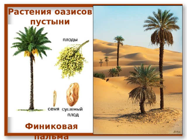 Растения оазисов пустыни Финиковая пальма 