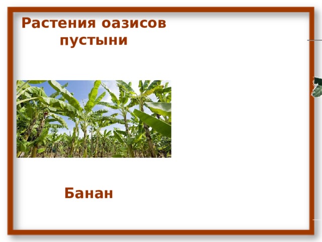 Растения оазисов пустыни Банан 
