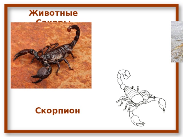 Животные Сахары Скорпион 