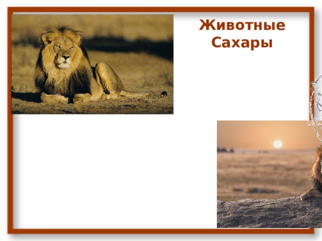 Животные Сахары Лев 
