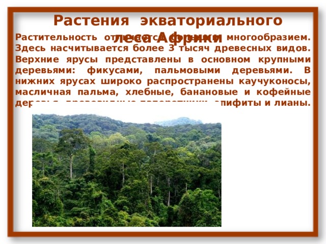 Растения экваториального леса Африки Растительность отличается большим многообразием. Здесь насчитывается более 3 тысяч древесных видов. Верхние ярусы представлены в основном крупными деревьями: фикусами, пальмовыми деревьями. В нижних ярусах широко распространены каучуконосы, масличная пальма, хлебные, банановые и кофейные деревья, древовидные папоротники, эпифиты и лианы. 