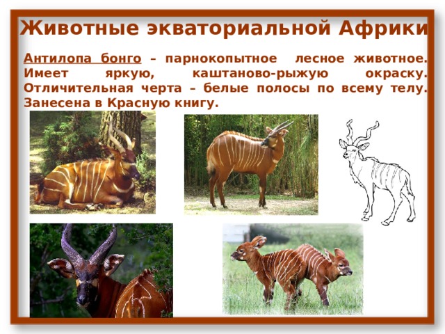  Животные экваториальной Африки Антилопа бонго – парнокопытное лесное животное. Имеет яркую, каштаново-рыжую окраску. Отличительная черта – белые полосы по всему телу. Занесена в Красную книгу. 