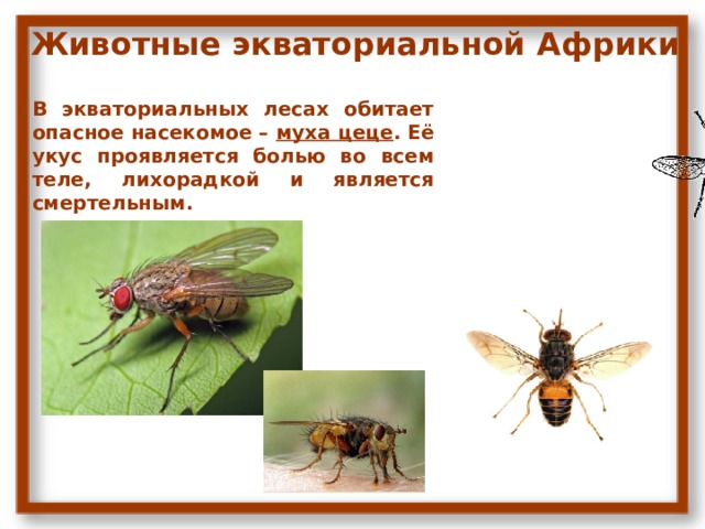 Животные экваториальной Африки В экваториальных лесах обитает опасное насекомое – муха цеце . Её укус проявляется болью во всем теле, лихорадкой и является смертельным. 