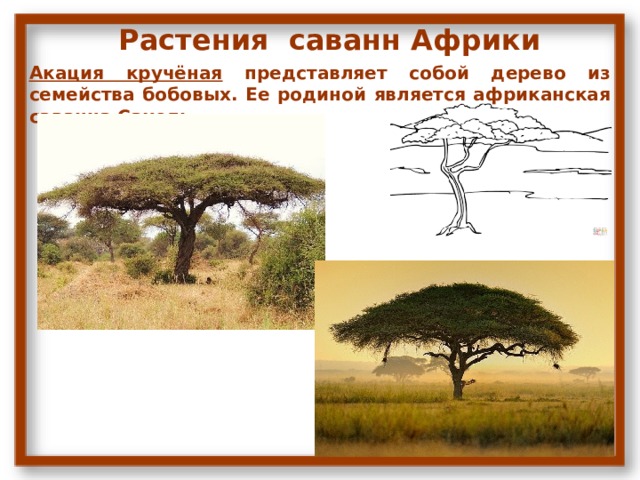 Растения саванн Африки Акация кручёная представляет собой дерево из семейства бобовых. Ее родиной является африканская саванна Сахель. 