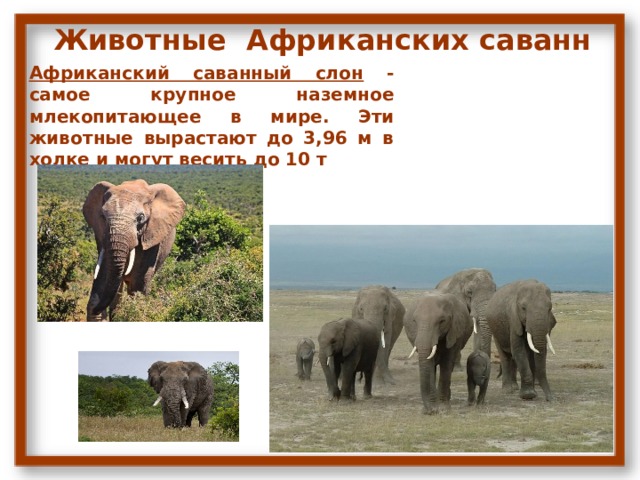 Животные Африканских саванн Африканский саванный слон - самое крупное наземное млекопитающее в мире. Эти животные вырастают до 3,96 м в холке и могут весить до 10 т 