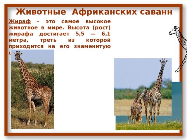 Животные Африканских саванн Жираф – это самое высокое животное в мире. Высота (рост) жирафа достигает 5,5 — 6,1 метра, треть из которой приходится на его знаменитую шею. 