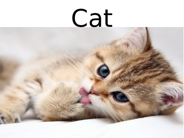 Cat 