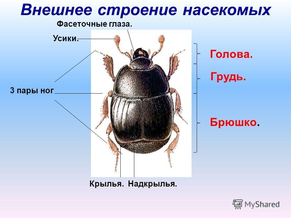 Брюшко. Строение тела насекомых. Строение насекомого схема для детей. Внешнее строение насекомых. Внешнее строение насекомого схема.