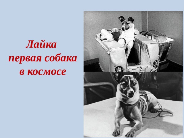 Лайка 1 собака в космосе. Собака лайка 1957. Лайка космонавт. Собака лайка в космосе. Первая собака лайка.