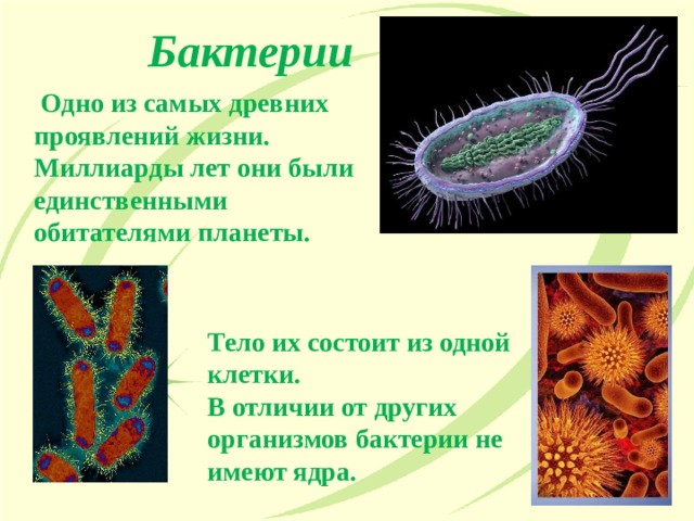 Бактерии древнейшая форма организмов презентация