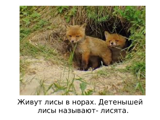 Живут лисы в норах. Детенышей лисы называют- лисята. 