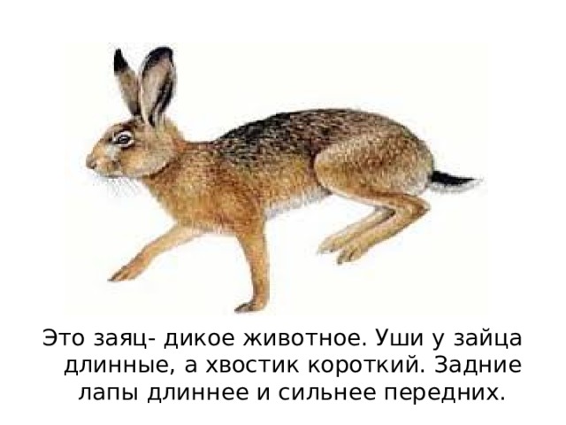 Это заяц- дикое животное. Уши у зайца длинные, а хвостик короткий. Задние лапы длиннее и сильнее передних. 