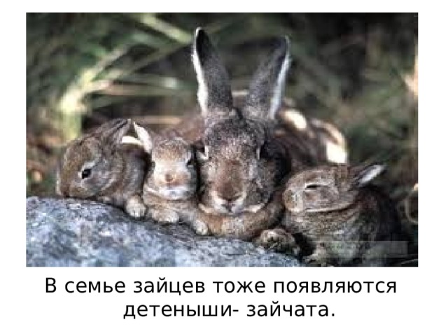 В семье зайцев тоже появляются детеныши- зайчата. 