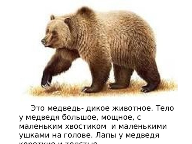  Это медведь- дикое животное. Тело у медведя большое, мощное, с маленьким хвостиком и маленькими ушками на голове. Лапы у медведя короткие и толстые. 