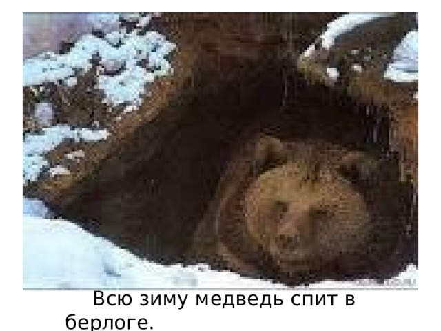 Всю зиму медведь спит в берлоге. 