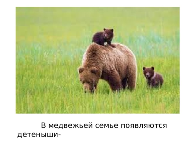  В медвежьей семье появляются детеныши-  медвежата. 
