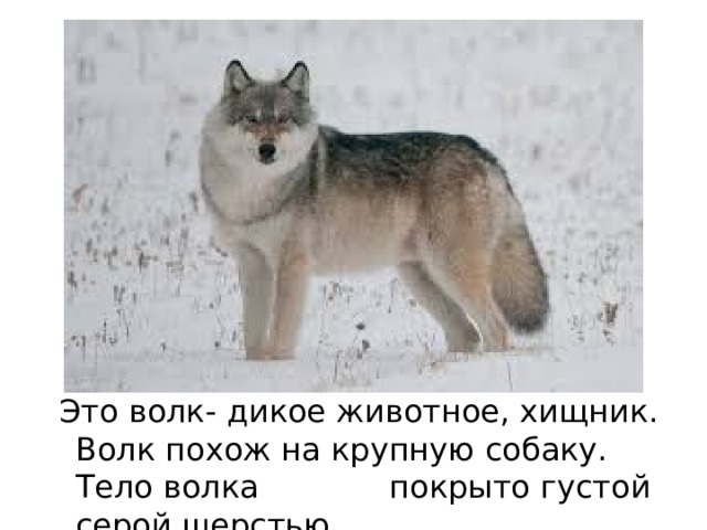  Это волк- дикое животное, хищник. Волк похож на крупную собаку. Тело волка покрыто густой серой шерстью. 