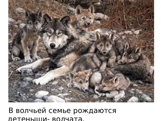  В волчьей семье рождаются детеныши- волчата. 