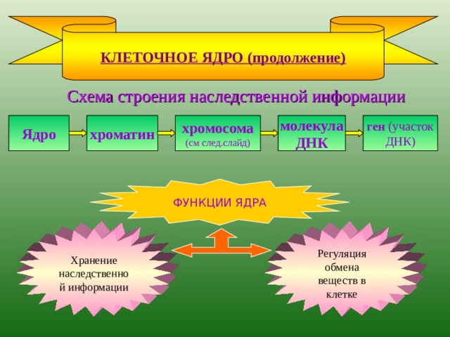 РИБОСОМЫ  РИБОСОМЫ – ультрамикроскопические органеллы округлой или грибовидной формы, состоящие из двух частей — субчастиц. Они не имеют мембранного строения и состоят из белка и РНК. Субчастицы образуются в ядрышке. МАЛАЯ СУБЧАСТИЦА ФУНКЦИОНАЛЬНЫЙ ЦЕНТР БОЛЬШАЯ СУБЧАСТИЦА  Рибосомы - универсальные органеллы всех клеток животных и растений. Находятся в цитоплазме в свободном состоянии или на мембранах эндоплазматической сети; кроме того, содержатся в митохондриях и хлоропластах. ФУНКЦИЯ Синтез белка в функциональном центре 