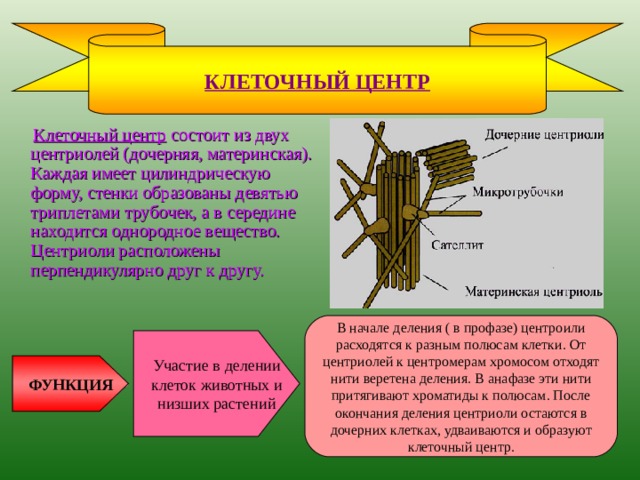 ЭНДОПЛАЗМАТИЧЕСКАЯ СЕТЬ (ЭС)  Вся внутренняя зона цитоплазмы заполнена многочисленными мелкими каналами и полостями, стенки которых представляют собой мембраны, сходные по своей структуре с плазматической мембраной. Эти каналы ветвятся, соединяются друг с другом и образуют сеть, получившую название эндоплазматической сети . ЭС неоднородна по своему строению. Известны два ее типа - гранулярная и гладкая. Рибосомы Гладкая ЭС Мембрана Функции ЭС Синтез белков, жиров и углеводов Накопление белков, жиров и углеводов Усиление связи между органоидами Гранулярная  ЭС 