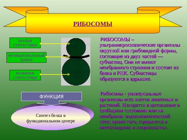 КЛЕТОЧНОЕ ЯДРО  Клеточное ядро- это важнейшая часть клетки. Оно есть почти во всех клетках многоклеточных организмов. Клетки организмов, которые содержат ядро называют эукариотами. Клеточное ядро содержит ДНК- вещество наследственности, в котором зашифрованы все свойства клетки. Структура ядра Ядерная оболочка Строение и состав структуры Функции структуры Наружная и внутренняя мембрана Нуклеоплазма Ядрышко Обмен веществ между ядром и цитоплазмой Жидкое вещество, в его составе – белки , ферменты, нуклеиновые кислоты Хроматин Это внутренняя среда ядра – накопление веществ Содержит молекулы ДНК и белок Синтез рибосомной РНК Содержит хромосомы (см. цепь хранения наследственной информации, след.слайд) и белок Содержит наследственную информацию, хранящуюся в молекулах ДНК (см. след.слайд) 