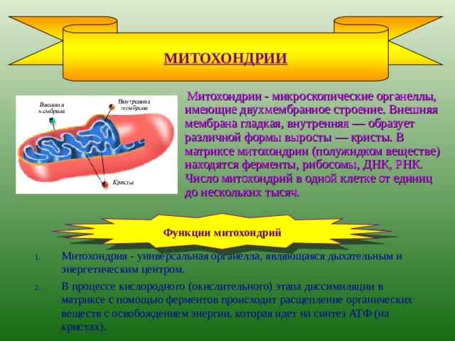 КЛЕТОЧНОЕ ЯДРО (продолжение)  Схема строения наследственной информации Ядро хроматин хромосома (см след.слайд) молекула ДНК ген (участок ДНК) ФУНКЦИИ ЯДРА Хранение наследственной информации Регуляция обмена веществ в клетке 