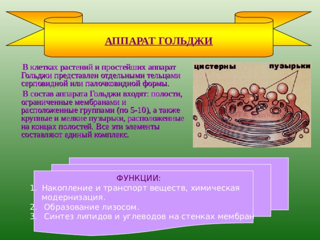 ХРОМОСОМЫ  Хромосома состоит из двух хроматид и после деления ядра становится однохроматидной. К началу следующего деления у каждой хромосомы достраивается вторая хроматида. Хромосомы имеют первичную перетяжку, на которой расположена центромера; перетяжка делит хромосому на два плеча одинаковой или разной длины.   Хроматиновые структуры — носители ДНК - ДНК состоит из участков — генов, несущих наследственную информацию и передающихся от предков к потомкам через половые клетки. В хромосомах синтезируются ДНК, РНК, что служит необходимым фактором передачи наследственной информации при делении клеток и построении молекул белка. В зависимости от расположения перетяжки выделяют три основных вида хромосом : 1) равноплечие — с плечами равной длины; 2) неравноплечие — с плечами неравной длины; 3) одноплечие (палочковидные) — с одним длинным и другим очень коротким, едва заметным плечом 