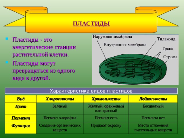 Этапы движения клетки