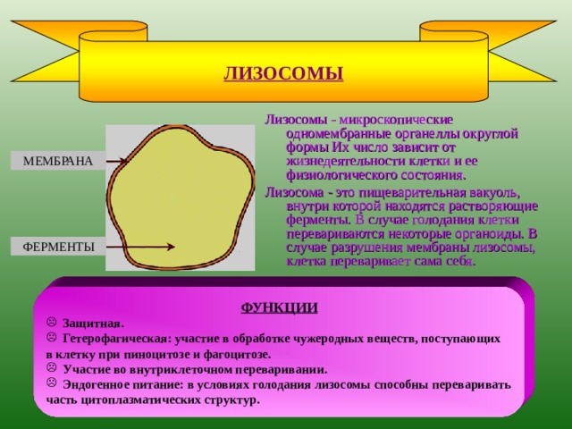 РИБОСОМЫ  РИБОСОМЫ – ультрамикроскопические органеллы округлой или грибовидной формы, состоящие из двух частей — субчастиц. Они не имеют мембранного строения и состоят из белка и РНК. Субчастицы образуются в ядрышке. МАЛАЯ СУБЧАСТИЦА ФУНКЦИОНАЛЬНЫЙ ЦЕНТР БОЛЬШАЯ СУБЧАСТИЦА  Рибосомы - универсальные органеллы всех клеток животных и растений. Находятся в цитоплазме в свободном состоянии или на мембранах эндоплазматической сети; кроме того, содержатся в митохондриях и хлоропластах. ФУНКЦИЯ Синтез белка в функциональном центре 