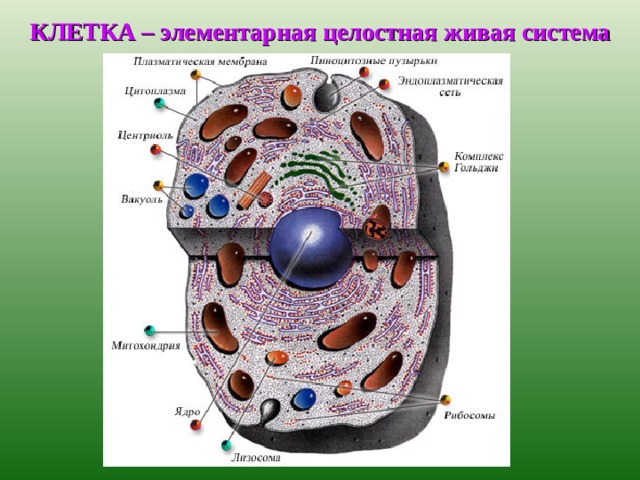 КЛЕТКА – элементарная целостная живая система 