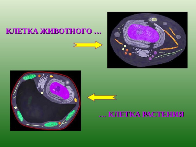 КЛЕТКА ЖИВОТНОГО … … КЛЕТКА РАСТЕНИЯ 