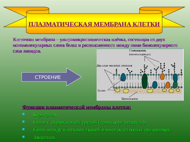 ПЛАЗМАТИЧЕСКАЯ МЕМБРАНА КЛЕТКИ  Клеточная мембрана – ультрамикроскопическая плёнка, состоящая из двух мономолекулярных слоев белка и расположенного между ними бимолекулярного слоя липидов. СТРОЕНИЕ Функции плазматической мембраны клетки: Барьерная. Связь с окружающей средой (транспорт веществ). Связь между клетками тканей в многоклеточных организмах. Защитная. 