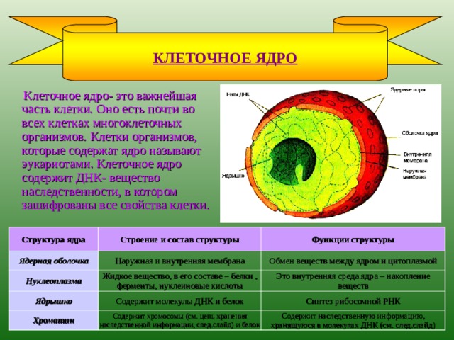 Функции ядра животного. Клеточное ядро состав строение функции. Строение ядра клетки.