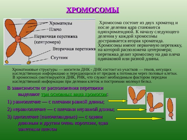ХРОМОСОМЫ  Хромосома состоит из двух хроматид и после деления ядра становится однохроматидной. К началу следующего деления у каждой хромосомы достраивается вторая хроматида. Хромосомы имеют первичную перетяжку, на которой расположена центромера; перетяжка делит хромосому на два плеча одинаковой или разной длины.   Хроматиновые структуры — носители ДНК - ДНК состоит из участков — генов, несущих наследственную информацию и передающихся от предков к потомкам через половые клетки. В хромосомах синтезируются ДНК, РНК, что служит необходимым фактором передачи наследственной информации при делении клеток и построении молекул белка. В зависимости от расположения перетяжки выделяют три основных вида хромосом : 1) равноплечие — с плечами равной длины; 2) неравноплечие — с плечами неравной длины; 3) одноплечие (палочковидные) — с одним длинным и другим очень коротким, едва заметным плечом 