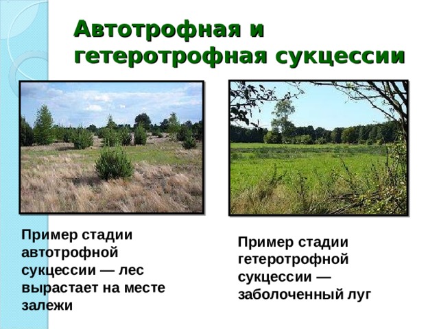 Автотрофная и гетеротрофная сукцессии Пример стадии автотрофной сукцессии — лес вырастает на месте залежи Пример стадии гетеротрофной сукцессии — заболоченный луг 