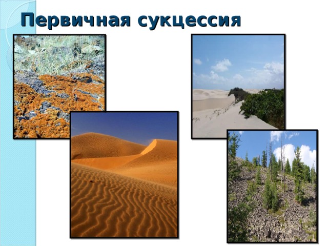 Первичная сукцессия  