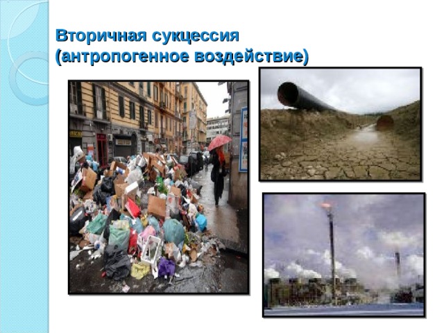 Вторичная сукцессия  (антропогенное воздействие) 